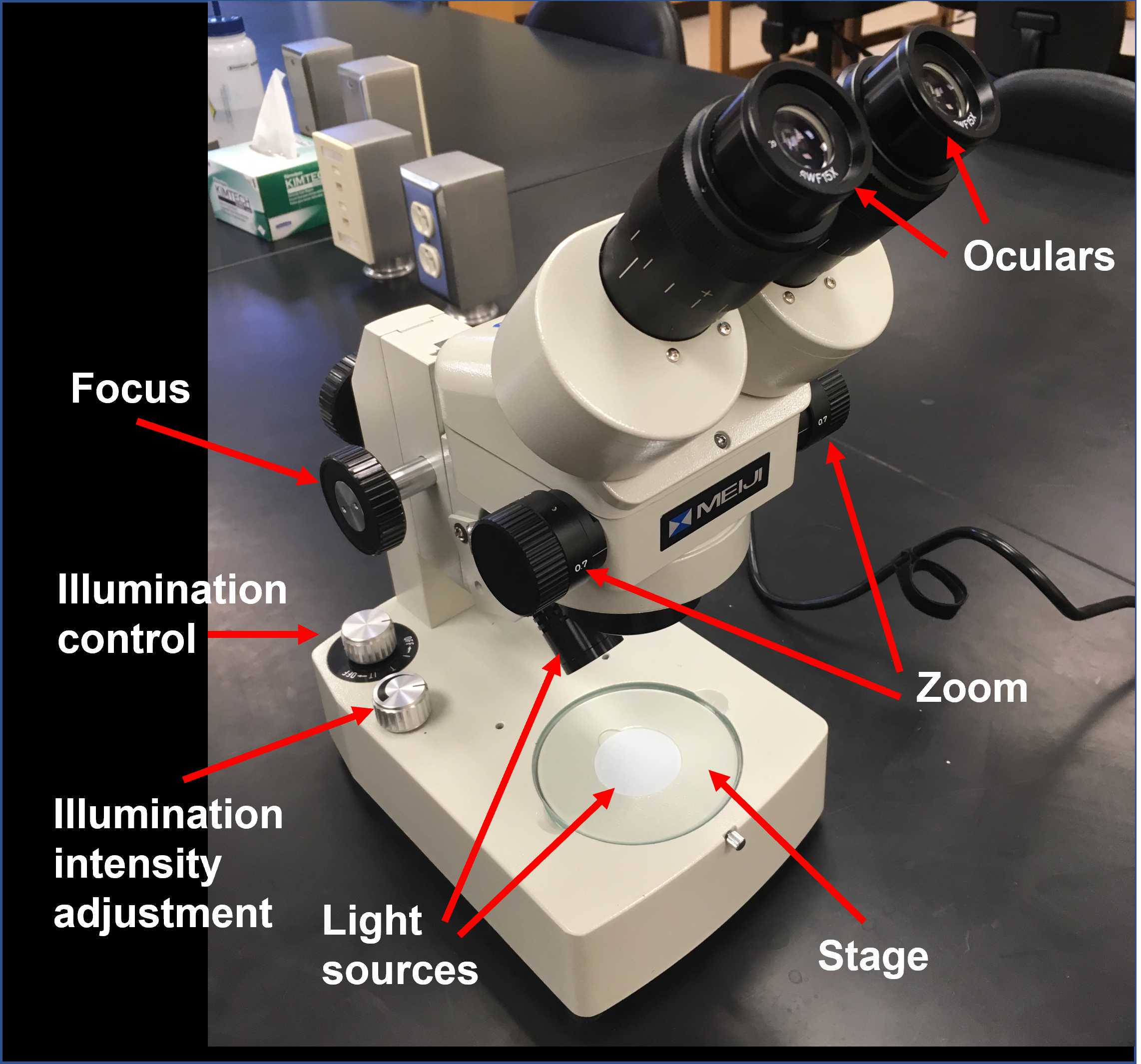 Figure 3. Parts of the dissecting microscope, just what you need to know for this activity. Figure 3. Parts of the dissecting microscope, just what you need to know for this activity.