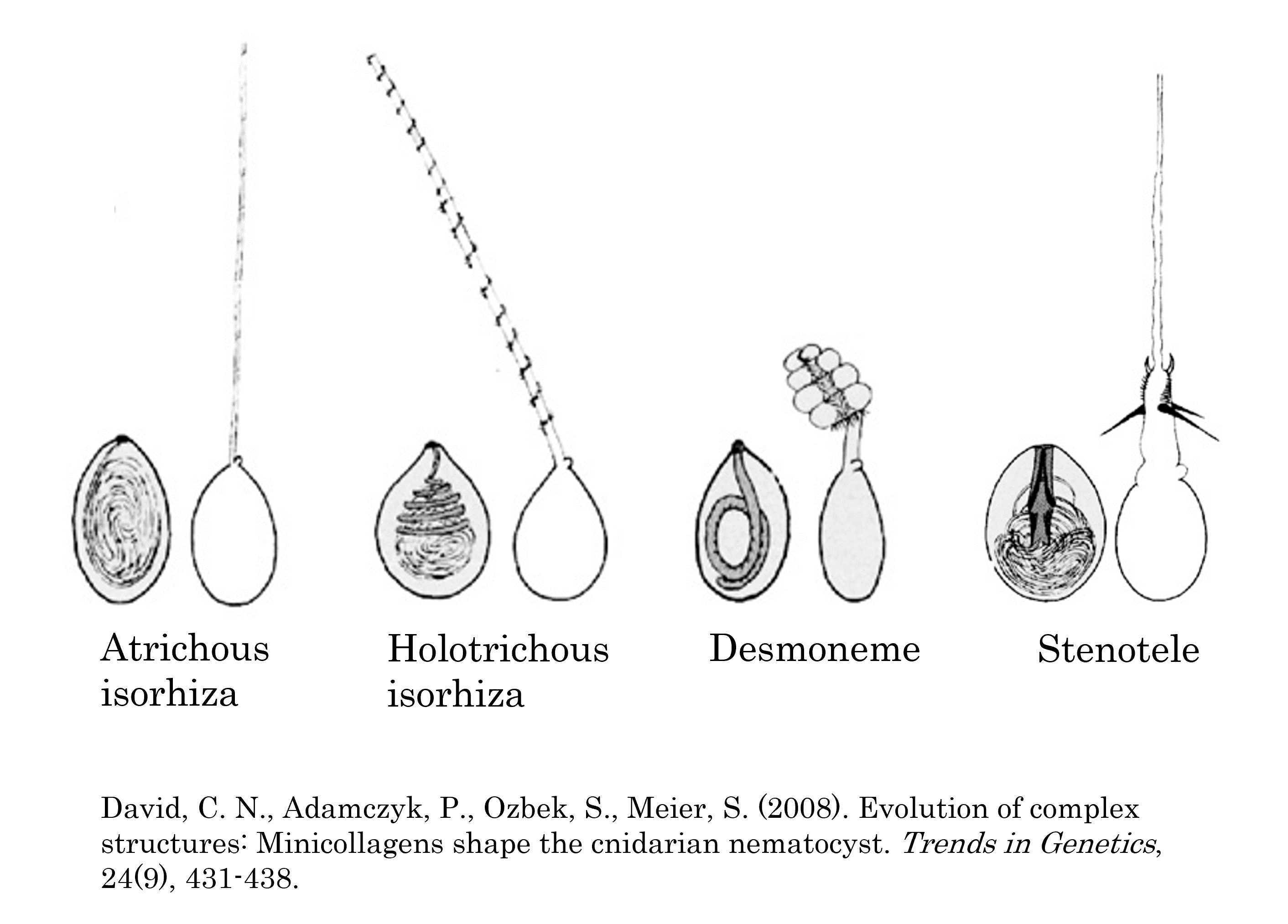 Figure 2. Four types of nematocysts in Hydra.Desmoneme: coiled filaments wrap around prey.Stenotele: pierces prey cuticle and injects venom.Holotrichous isorhiza: sticky filament with barbs used for defense.Atrichous isorhiza: sticky filament without barbs used for locomotion.. Figure 2. Four types of nematocysts in Hydra.Desmoneme: coiled filaments wrap around prey.Stenotele: pierces prey cuticle and injects venom.Holotrichous isorhiza: sticky filament with barbs used for defense.Atrichous isorhiza: sticky filament without barbs used for locomotion..