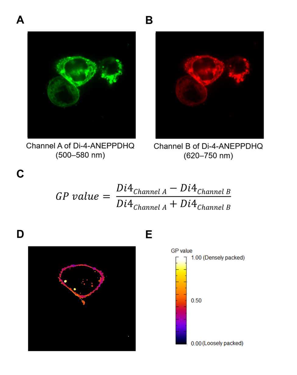 Figure 1. The lipid packing of NK cell membranes in Di-4-ANEPPDHQ labeled YTS conjugated with 721.221 target cells, is measured using live cell confocal microscopy. Two ratiometric channels (panel A and B) for Di-4-ANEPPDHQ are captured to quantify membrane lipid density as a general polarization (GP) value. The GP value is calculated using the formula shown (panel C) and the image (panel D) is overlaid with a pseudocolor scale (panel E) to allow for the visualization of packing differences.Please note that the target cell can be seen in the 4ANEPPDHQ channels A and B (see Note 9for additional details) Figure 1. The lipid packing of NK cell membranes in Di-4-ANEPPDHQ labeled YTS conjugated with 721.221 target cells, is measured using live cell confocal microscopy. Two ratiometric channels (panel A and B) for Di-4-ANEPPDHQ are captured to quantify membrane lipid density as a general polarization (GP) value. The GP value is calculated using the formula shown (panel C) and the image (panel D) is overlaid with a pseudocolor scale (panel E) to allow for the visualization of packing differences.Please note that the target cell can be seen in the 4ANEPPDHQ channels A and B (see Note 9for additional details)