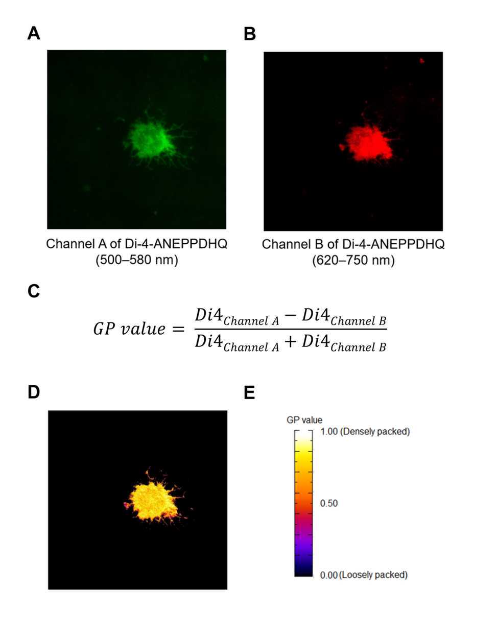 Figure 2. The lipid packing of presynaptic membranes in Di-4-ANEPPDHQ labeled YTS is measured using TIRF microscopy. Two ratiometric channels (panel A and B) for Di-4-ANEPPDHQ are captured to quantify membrane lipid density as a general polarization (GP) value. It is calculated using the shown formula (panel C) and the images (panel D) are then overlaid with a pseudocolor scale (panel E) to allow for visualization of packing differences. Figure 2. The lipid packing of presynaptic membranes in Di-4-ANEPPDHQ labeled YTS is measured using TIRF microscopy. Two ratiometric channels (panel A and B) for Di-4-ANEPPDHQ are captured to quantify membrane lipid density as a general polarization (GP) value. It is calculated using the shown formula (panel C) and the images (panel D) are then overlaid with a pseudocolor scale (panel E) to allow for visualization of packing differences.