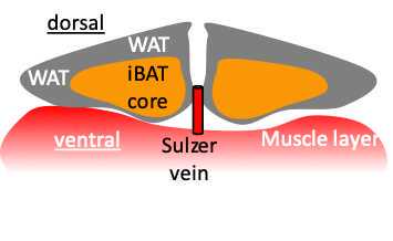 Figure 1: Schematic of iBAT depot. Figure 1: Schematic of iBAT depot.