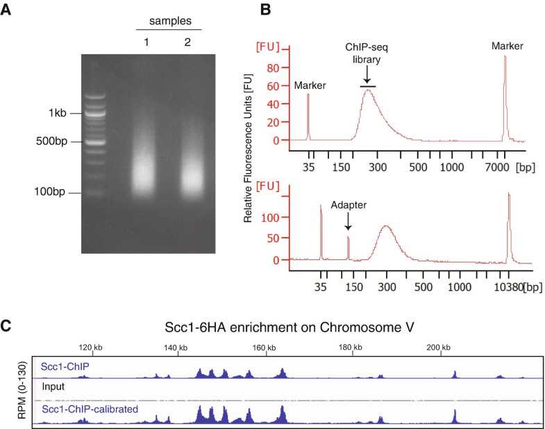 Fig. 2(a) Representative image of mitotic yeast cells sonicated with a Bioruptor Twin (Diagenode) for a 30-min round (power setting: High, 30 s ON/30 s OFF). DNA from two different samples was loaded on a 2% agarose gel with a 100 bp marker ladder. (b) Representative optimal BioAnalyzer trace (upper panel) and contaminated trace with adapter (bottom panel) (c). Examples of profiles generated by chromatin immunoprecipitation followed by sequencing (ChIP–seq) of the cohesin subunit Scc1 in wild-type cells (IP shown in blue; Input shown in grey) and calibrated withS. pombeScc1 distribution in representative chromosome V (IP shown in blue, bottom panel) Fig. 2(a) Representative image of mitotic yeast cells sonicated with a Bioruptor Twin (Diagenode) for a 30-min round (power setting: High, 30 s ON/30 s OFF). DNA from two different samples was loaded on a 2% agarose gel with a 100 bp marker ladder. (b) Representative optimal BioAnalyzer trace (upper panel) and contaminated trace with adapter (bottom panel) (c). Examples of profiles generated by chromatin immunoprecipitation followed by sequencing (ChIP–seq) of the cohesin subunit Scc1 in wild-type cells (IP shown in blue; Input shown in grey) and calibrated withS. pombeScc1 distribution in representative chromosome V (IP shown in blue, bottom panel)