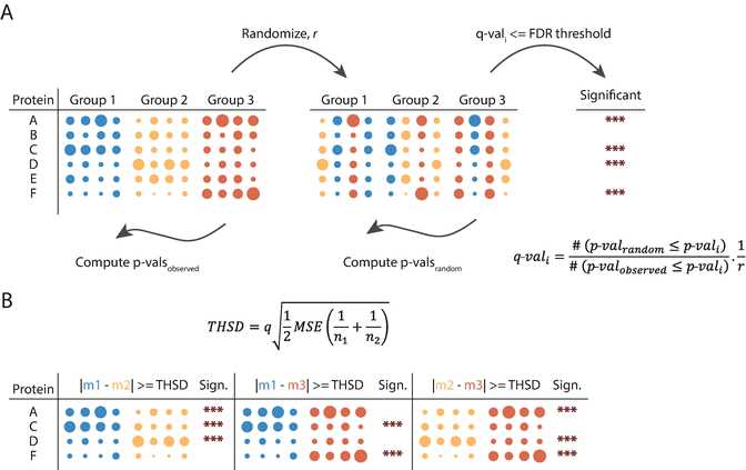 Fig. 4Differential expression and multiple hypothesis testing. (a) Multiple hypothesis testing correction using a permutation-based false discovery rate approach is shown. Labels are randomly swapped between the three groups (blue, yellow, and red). The Randomization is repeated r times. ANOVAp-values are computed both on the measured and the permutated data and local FDR values (q-values) are computed as the fraction of accepted hits from the permuted data over accepted hits from the measured data normalized by the total number of randomizationsr. All hits with a q-value smaller than a threshold are considered significant. (b) To determine the exact pairwise differences of protein expression Tukey’s Honest Significant Difference (THSD) test is used on the ANOVA significant hits. If the mean difference between two groups is greater than or equal to the corresponding THSD, the difference is considered significant between the compared groups. q: constant depending on the number of treatments and the degrees of freedom that can be found in a Studentized range q table; MSE: mean squared error; n1, n2, number of data points in each group Fig. 4Differential expression and multiple hypothesis testing. (a) Multiple hypothesis testing correction using a permutation-based false discovery rate approach is shown. Labels are randomly swapped between the three groups (blue, yellow, and red). The Randomization is repeated r times. ANOVAp-values are computed both on the measured and the permutated data and local FDR values (q-values) are computed as the fraction of accepted hits from the permuted data over accepted hits from the measured data normalized by the total number of randomizationsr. All hits with a q-value smaller than a threshold are considered significant. (b) To determine the exact pairwise differences of protein expression Tukey’s Honest Significant Difference (THSD) test is used on the ANOVA significant hits. If the mean difference between two groups is greater than or equal to the corresponding THSD, the difference is considered significant between the compared groups. q: constant depending on the number of treatments and the degrees of freedom that can be found in a Studentized range q table; MSE: mean squared error; n1, n2, number of data points in each group