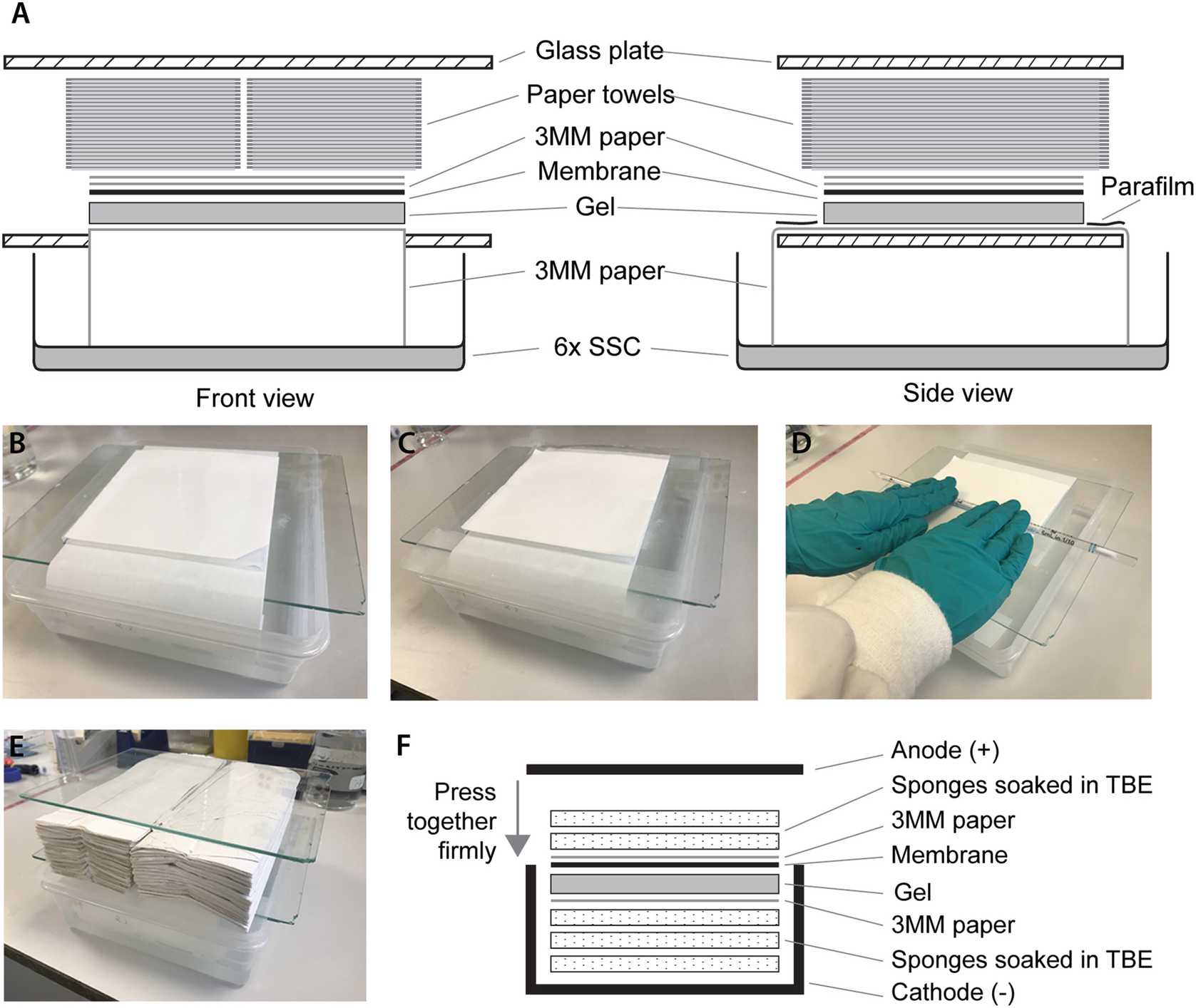 Fig. 1 Schematic representation and images of blotting apparatus for agarose and acrylamide gels. (a) Schematic representation of the front and side view of a blotting apparatus for an agarose gel. (b) Intermediate step with the long strip of Whatman paper soaked in 6× SSC, the gel and the membrane with the cut corner for tracking purposes. (c) Intermediate step with the two squares of Whatman paper laid on the membrane and Parafilm covering the excess Whatman paper to avoid short circuiting. (d) Elimination of air bubbles by rolling a Stripette over the gel “sandwich.” (e) Complete blotting apparatus for an agarose gel. (f) Schematic representation of the blotting apparatus for an acrylamide gel. Fig. 1 Schematic representation and images of blotting apparatus for agarose and acrylamide gels. (a) Schematic representation of the front and side view of a blotting apparatus for an agarose gel. (b) Intermediate step with the long strip of Whatman paper soaked in 6× SSC, the gel and the membrane with the cut corner for tracking purposes. (c) Intermediate step with the two squares of Whatman paper laid on the membrane and Parafilm covering the excess Whatman paper to avoid short circuiting. (d) Elimination of air bubbles by rolling a Stripette over the gel “sandwich.” (e) Complete blotting apparatus for an agarose gel. (f) Schematic representation of the blotting apparatus for an acrylamide gel.