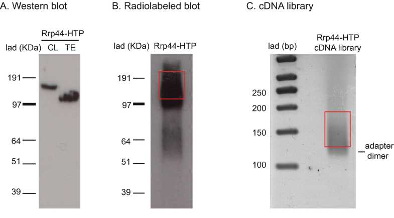 Fig. 1 Key steps of Rrp44-HTP CRAC protocol. (a) Western blot to test purification of Rrp44 after lysis (Crude Lysate or CL sample) and after elution from IgG beads and TEV cleavage (TEV eluate or TE sample). Difference in size is due to cleavage of part of the tag (Protein A × 2) by TEV protease. (b) Autoradiogram of labeled RNAs cross-linked to HTP-Rrp44. The part of the membrane cut and subjected to proteinase K treatment is indicated in red. (c) cDNA library (product of PCR amplification) resolved on Metaphor agarose gel. The region of the gel that was cut for size selection and gel purification of the library is indicated in red Fig. 1 Key steps of Rrp44-HTP CRAC protocol. (a) Western blot to test purification of Rrp44 after lysis (Crude Lysate or CL sample) and after elution from IgG beads and TEV cleavage (TEV eluate or TE sample). Difference in size is due to cleavage of part of the tag (Protein A × 2) by TEV protease. (b) Autoradiogram of labeled RNAs cross-linked to HTP-Rrp44. The part of the membrane cut and subjected to proteinase K treatment is indicated in red. (c) cDNA library (product of PCR amplification) resolved on Metaphor agarose gel. The region of the gel that was cut for size selection and gel purification of the library is indicated in red