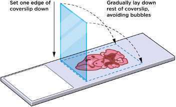 Figure 4: Applying coverslip Figure 4: Applying coverslip
