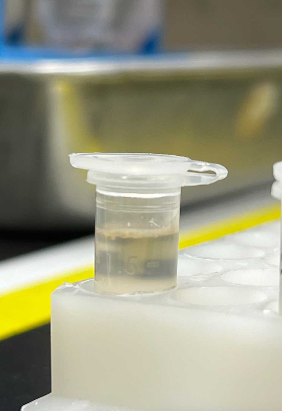 Image 3: floating microfossils in a ring at top of the solution. Image 3: floating microfossils in a ring at top of the solution.
