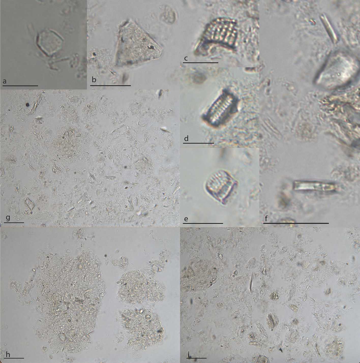 Image 6: Examples of microscope photographs showing: phytoliths (a, b; 100x magnification), diatoms (c, d, e; 100x magnification), sponge spicules (f; 100x magnification), and clusters of palaeobotanical microfossils (g, h, i) at 40x magnification. All scales (in black) are approximately 20 microns. Image 6: Examples of microscope photographs showing: phytoliths (a, b; 100x magnification), diatoms (c, d, e; 100x magnification), sponge spicules (f; 100x magnification), and clusters of palaeobotanical microfossils (g, h, i) at 40x magnification. All scales (in black) are approximately 20 microns.