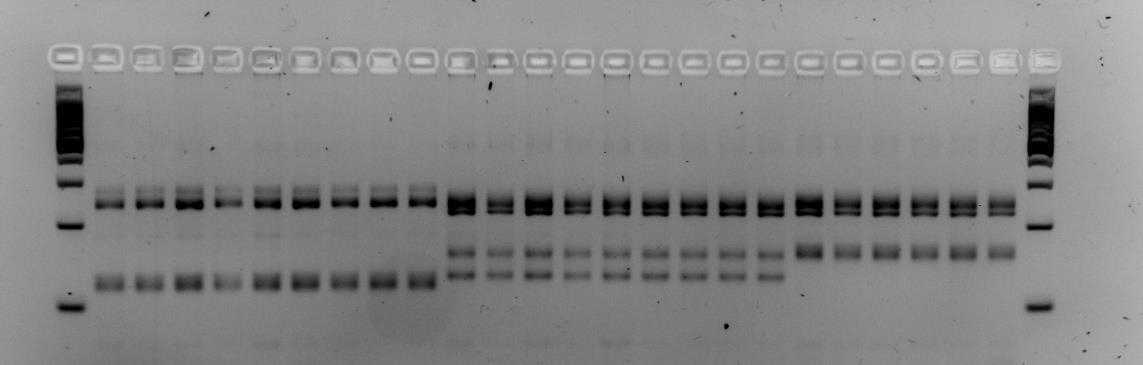 Figure 1: A 3.5% agarose gel showing different Myzus persicae genotypes, visualized by amplifying microsatellite markers M86 and myz9 in multiplex. The first and final row show a 100bp step ladder. The first nine samples show the same pattern, and are thus assumed to have the same multilocus genotype (at least for markers M86 and myz9, to improve accuracy, include more microsatellite markers). Samples 10-18 also show the same pattern, as do samples 19-24. In conclusion, these samples represent (at least) three different multilocus genotypes. Figure 1: A 3.5% agarose gel showing different Myzus persicae genotypes, visualized by amplifying microsatellite markers M86 and myz9 in multiplex. The first and final row show a 100bp step ladder. The first nine samples show the same pattern, and are thus assumed to have the same multilocus genotype (at least for markers M86 and myz9, to improve accuracy, include more microsatellite markers). Samples 10-18 also show the same pattern, as do samples 19-24. In conclusion, these samples represent (at least) three different multilocus genotypes.