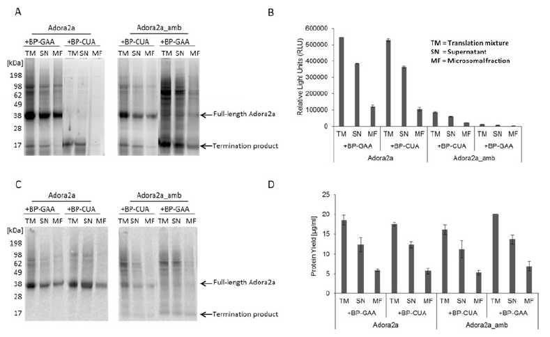 Fig. 2 Analysis of fluorescent labeling by using precharged tRNAs. (a) In-gel-analysis of Adora2a by statistical and site-specific incorporation of a fluorescently labeled amino acid. The translation mixture (TM) was fractionated into supernatant (SN) and microsomal fraction (MF). (b) Analysis of the translation of a reporter protein (Nluc) fused to the C-terminus of Adora2a by measuring the luminescence of the Nluc. (c) Autoradiographic analysis of de novo synthesized Adora2a by incorporation of 14C-leucine during the cell-free synthesis reaction. (d) Determination of protein yield of de novo synthesized Adora2a by scintillation counting Fig. 2 Analysis of fluorescent labeling by using precharged tRNAs. (a) In-gel-analysis of Adora2a by statistical and site-specific incorporation of a fluorescently labeled amino acid. The translation mixture (TM) was fractionated into supernatant (SN) and microsomal fraction (MF). (b) Analysis of the translation of a reporter protein (Nluc) fused to the C-terminus of Adora2a by measuring the luminescence of the Nluc. (c) Autoradiographic analysis of de novo synthesized Adora2a by incorporation of 14C-leucine during the cell-free synthesis reaction. (d) Determination of protein yield of de novo synthesized Adora2a by scintillation counting