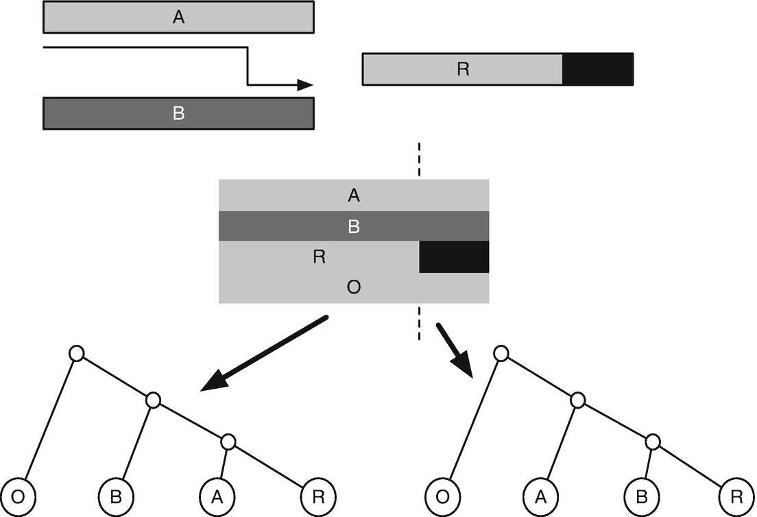 Fig. 4Phylogenetic incongruence caused by the presence of a recombinant sequence in an alignment. Sequence R is a product of homologous recombination between sequences A and B. Phylogenies reconstructed from sequences A, B, R and an outgroup sequence (O) will differ based on which part of the alignment is being considered. To the left of the breakpoint, R clusters with A, whereas to the right of the breakpoint R clusters with B Fig. 4Phylogenetic incongruence caused by the presence of a recombinant sequence in an alignment. Sequence R is a product of homologous recombination between sequences A and B. Phylogenies reconstructed from sequences A, B, R and an outgroup sequence (O) will differ based on which part of the alignment is being considered. To the left of the breakpoint, R clusters with A, whereas to the right of the breakpoint R clusters with B