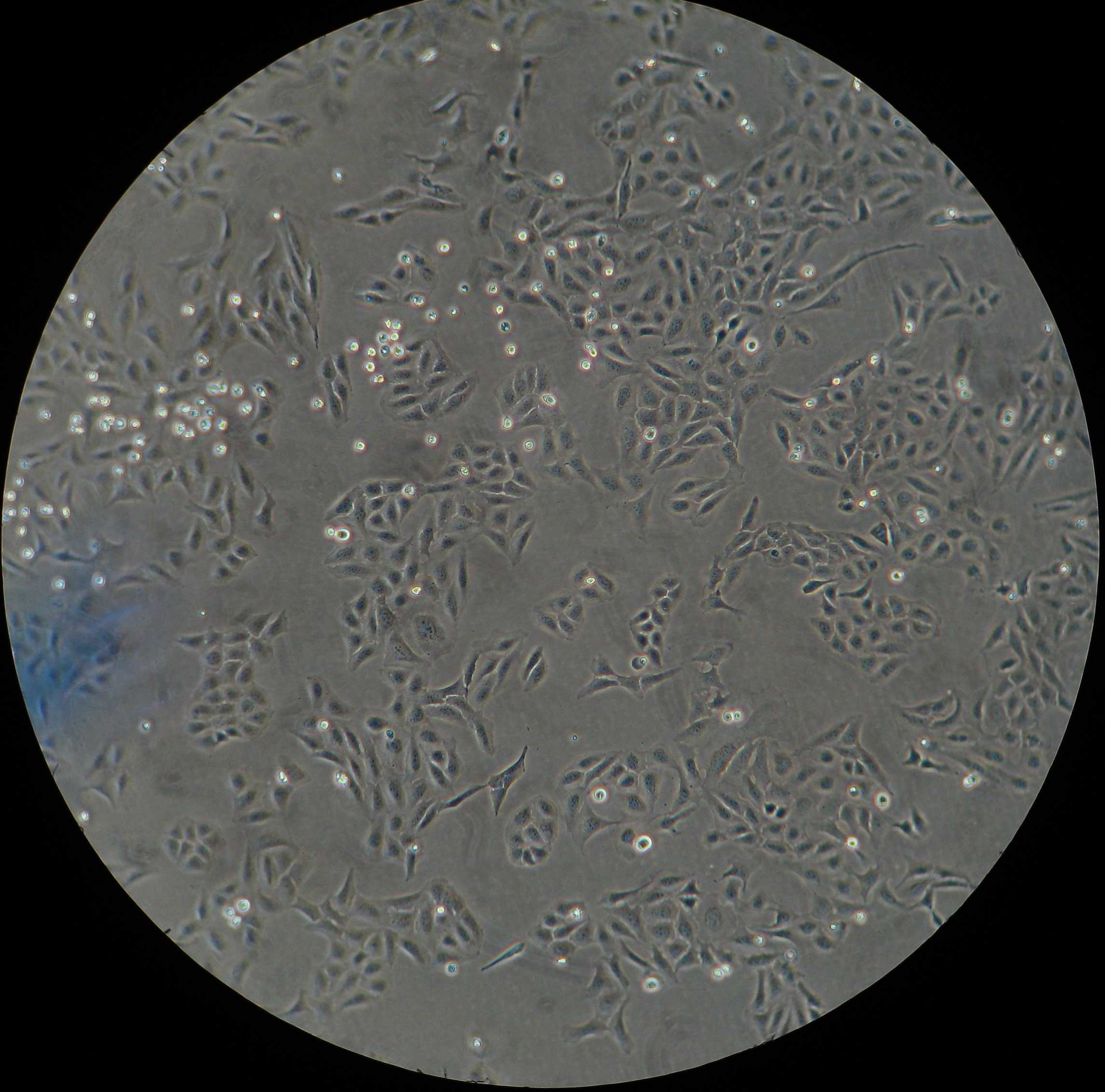 Adherent U2-OS cells grown on a surface of 24-well plate (TC-treated transparent polystyrene plate). Adherent U2-OS cells grown on a surface of 24-well plate (TC-treated transparent polystyrene plate).