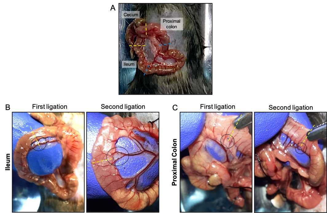 Fig 3. Identification of regions of interest to perform ligations between blood vessels.(A) Identification of ileum and colon using as reference the cecum. The regions of interest to be ligated are indicated with dotted lines. The yellow line and blue line denote the first and second ligation, respectively. Ligations are spaced ~1.5 cm. The ligatures with surgical silk sutures were performed between the intestine and the blood vessels. The identification of regions of interest are shown in (B) ileum and (C) proximal colon. As a reference, the first ligation was performed close to the cecum. Fig 3. Identification of regions of interest to perform ligations between blood vessels.(A) Identification of ileum and colon using as reference the cecum. The regions of interest to be ligated are indicated with dotted lines. The yellow line and blue line denote the first and second ligation, respectively. Ligations are spaced ~1.5 cm. The ligatures with surgical silk sutures were performed between the intestine and the blood vessels. The identification of regions of interest are shown in (B) ileum and (C) proximal colon. As a reference, the first ligation was performed close to the cecum.