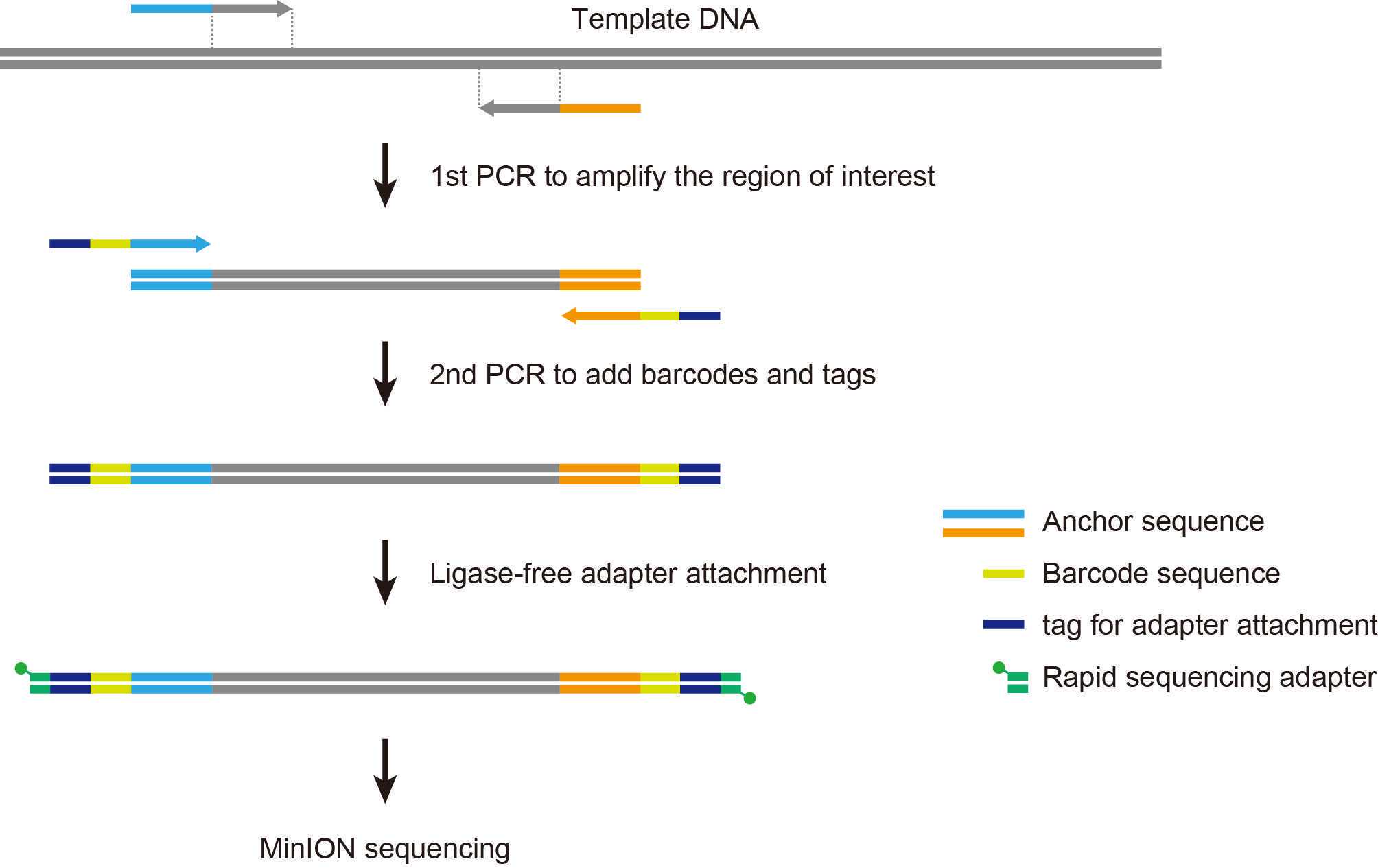 In the first PCR reaction, the region of interest is amplified using specific primers flanked by anchor sequences. The anchor sequences allow for a second round of PCR with Oxford Nanopore's barcoded outer primers with rapid adapter attachment chemistry. The second PCR with reduced cycle numbers generates barcoded amplicons with modified 5' ends for simplified post-PCR adapter attachment. In the first PCR reaction, the region of interest is amplified using specific primers flanked by anchor sequences. The anchor sequences allow for a second round of PCR with Oxford Nanopore's barcoded outer primers with rapid adapter attachment chemistry. The second PCR with reduced cycle numbers generates barcoded amplicons with modified 5' ends for simplified post-PCR adapter attachment.