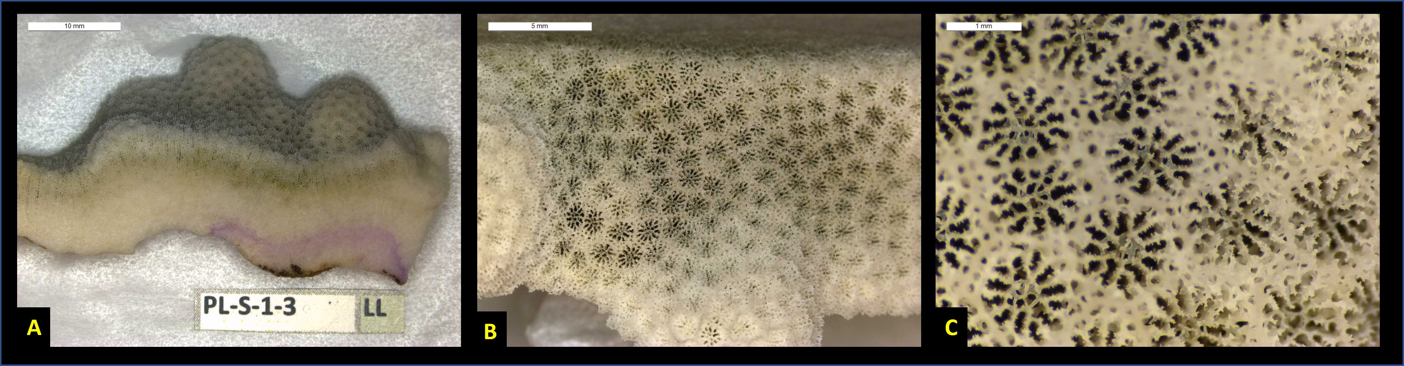 Fig. 2. Photographs of A) low magnification cross-sectional view of Porites lobata coral skeleton slice, B) medium magnification dorsal view with ~60 corallites in field-of-view, and C) high magnification dorsal view with ~8 complete corallites in field-of-view. Fig. 2. Photographs of A) low magnification cross-sectional view of Porites lobata coral skeleton slice, B) medium magnification dorsal view with ~60 corallites in field-of-view, and C) high magnification dorsal view with ~8 complete corallites in field-of-view.