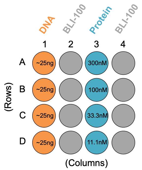 Figure 2: 96-well plate set-up for example experiment. Each well contains a 200 μL volume, and both DNA and protein dilutions are done with BLI-100 buffer. Figure 2: 96-well plate set-up for example experiment. Each well contains a 200 μL volume, and both DNA and protein dilutions are done with BLI-100 buffer.