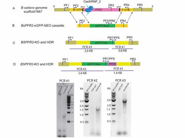 Figure 1: Illustration of results obtained from transfection of B. saltans with Cas9RNP complex along with DNA repair cassette. A: Schematic representation of the PFR-2 locus into the genome of B. saltans. the targeted locus of the Cas9RNP complex and the PCR primers annealing sites; B:Schematic representation of the double stranded DNA repair template and the PCR primers annealing sites; C: Schematic representation showing that the construct replace the endogenous BsPFR2 with eGFP-NEO cassette by double cross-over homologous recombination, PCR#1 gel image and diagram showing the on-target integration of the plasmid in transfected cell at the 3’ flanking region PCR with a PCR product at 0.8 kb; PCR#3 image and diagram showing the integration of the plasmid at the 5’ flanking region with PCR product at 2.6 kb; D: Schematic representation showing that the construct replace the endogenous BsPFR2 with eGFP-NEO cassette by double cross-over homologous recombination, with an insertion of additional 600 bp of the PFR-2 resulted from cross-over event, with PCR# 2 gel image showing a PCR product at 1.4 kb. Figure 1: Illustration of results obtained from transfection of B. saltans with Cas9RNP complex along with DNA repair cassette. A: Schematic representation of the PFR-2 locus into the genome of B. saltans. the targeted locus of the Cas9RNP complex and the PCR primers annealing sites; B:Schematic representation of the double stranded DNA repair template and the PCR primers annealing sites; C: Schematic representation showing that the construct replace the endogenous BsPFR2 with eGFP-NEO cassette by double cross-over homologous recombination, PCR#1 gel image and diagram showing the on-target integration of the plasmid in transfected cell at the 3’ flanking region PCR with a PCR product at 0.8 kb; PCR#3 image and diagram showing the integration of the plasmid at the 5’ flanking region with PCR product at 2.6 kb; D: Schematic representation showing that the construct replace the endogenous BsPFR2 with eGFP-NEO cassette by double cross-over homologous recombination, with an insertion of additional 600 bp of the PFR-2 resulted from cross-over event, with PCR# 2 gel image showing a PCR product at 1.4 kb.
