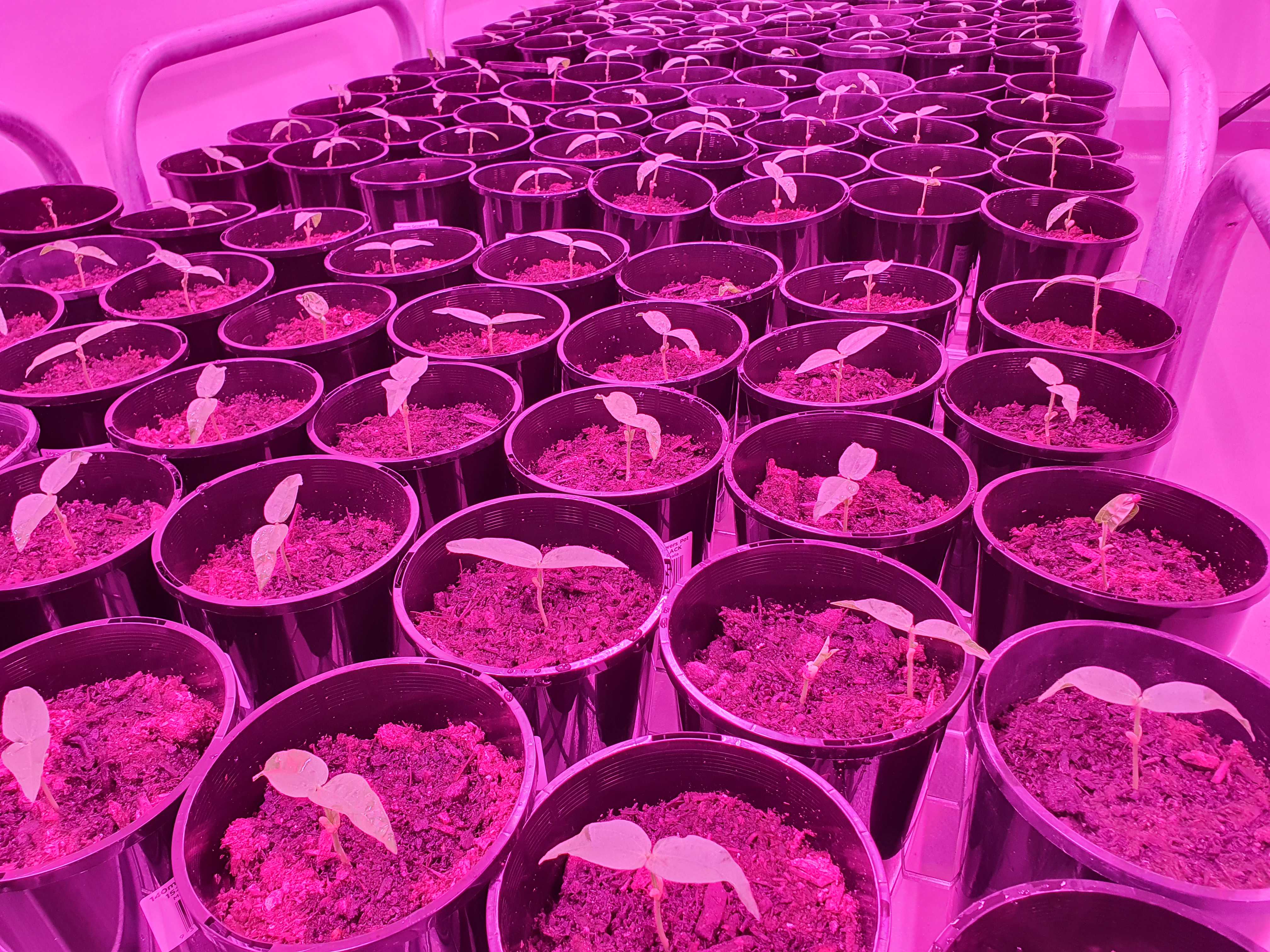 Mungbean plants 10 days after sowing, in a Controlled Environment Room (CER) with 16h/8h photoperiod, 27°C/18°C day/night temperature, and 70% humidity. Unifoliate leaves are visible and pots can be thinned to one plant per pot. Mungbean plants 10 days after sowing, in a Controlled Environment Room (CER) with 16h/8h photoperiod, 27°C/18°C day/night temperature, and 70% humidity. Unifoliate leaves are visible and pots can be thinned to one plant per pot.