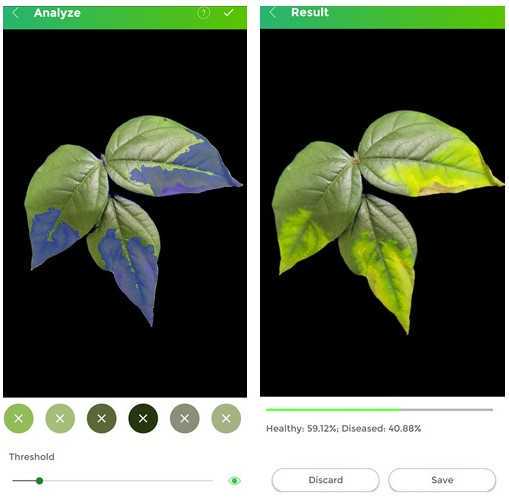Estimation of the percent diseased area on mungbean leaves inoculated with Curtobacterium flaccumfaciens pv. flaccumfaciens, using the Image Analysis software Leaf Doctor (Pethybridge and Nelson 2015) Estimation of the percent diseased area on mungbean leaves inoculated with Curtobacterium flaccumfaciens pv. flaccumfaciens, using the Image Analysis software Leaf Doctor (Pethybridge and Nelson 2015)