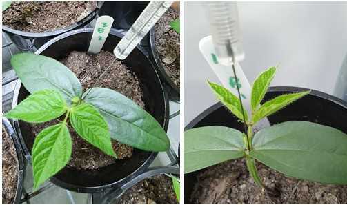 Inoculating mungbean with Curtobacterium flaccumfaciens pv. flaccumfaciens using the stem injection method. Inoculating mungbean with Curtobacterium flaccumfaciens pv. flaccumfaciens using the stem injection method.