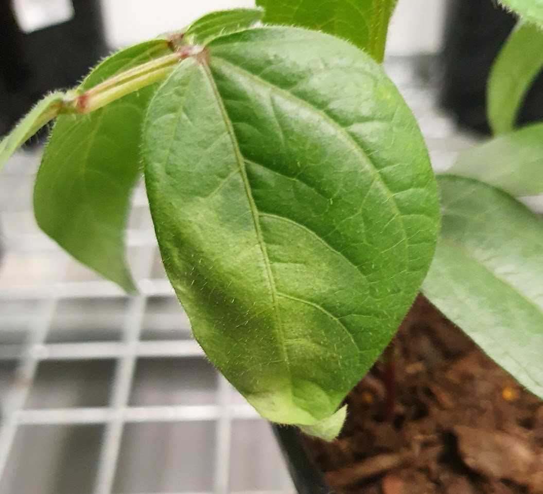 Tan spot symptoms on mungbean cv. Berken at seven days after inoculation with Curtobacterium flaccumfaciens pv. flaccumfaciens through stem injection. Tan spot symptoms on mungbean cv. Berken at seven days after inoculation with Curtobacterium flaccumfaciens pv. flaccumfaciens through stem injection.