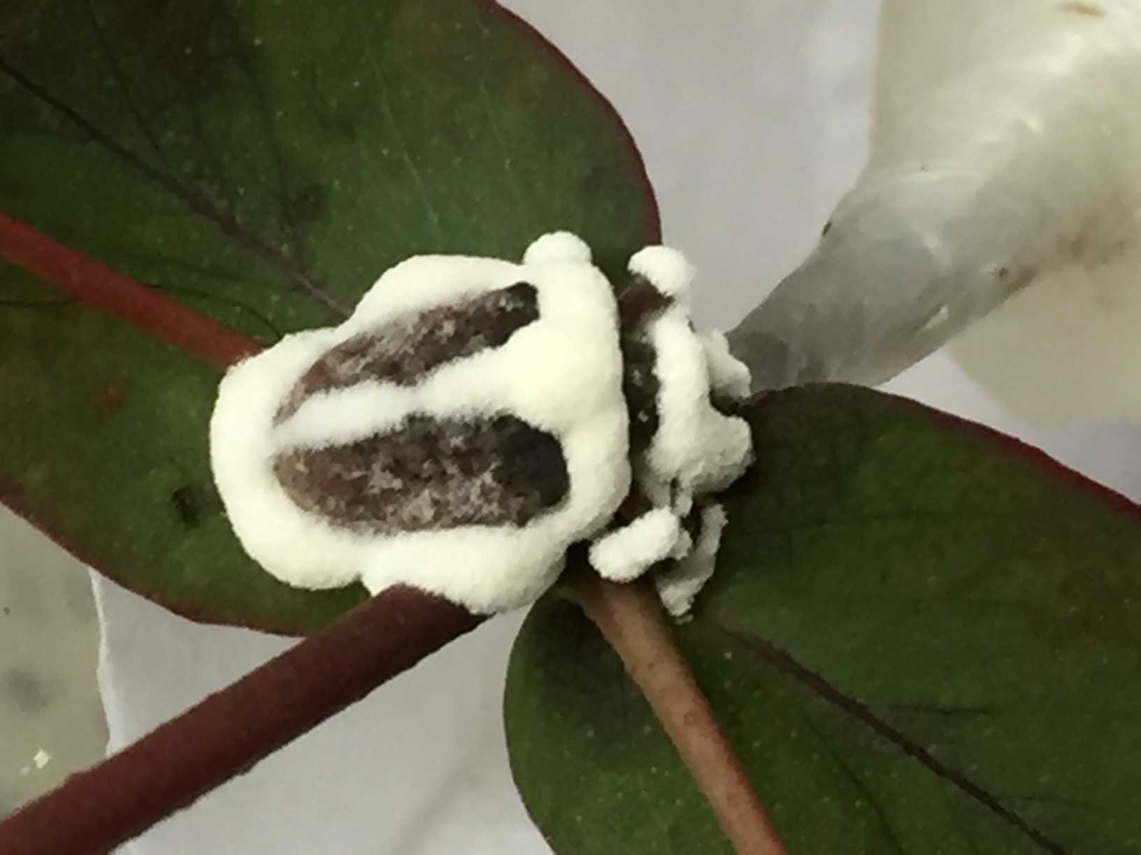 Figure 4. Adult of Gonipterus platensis (Coleoptera: Curculionidae) infected by Beauveria bassiana (Hypocreales: Cordycipitaceae) on eucaliptus leave. Photo: Carlos Espinel-Correal. Figure 4. Adult of Gonipterus platensis (Coleoptera: Curculionidae) infected by Beauveria bassiana (Hypocreales: Cordycipitaceae) on eucaliptus leave. Photo: Carlos Espinel-Correal.