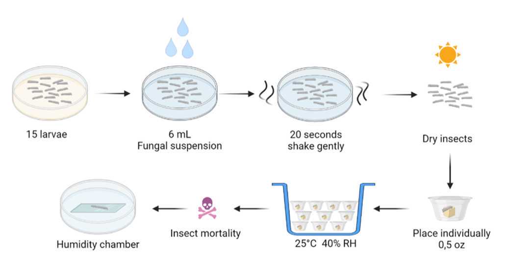 Figure 1. Schematic representation of larval infection process. Diagram: Carlos Espinel-Correal and Lissette Torres-Torres. Figure 1. Schematic representation of larval infection process. Diagram: Carlos Espinel-Correal and Lissette Torres-Torres.