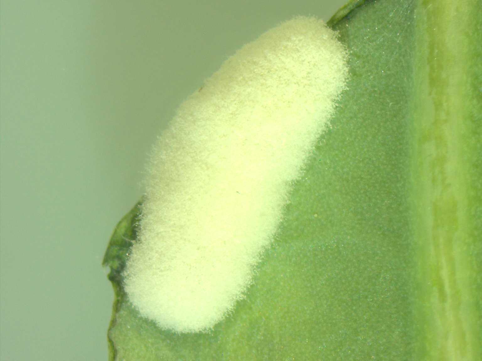 Figure 2. Larvae of Plutella xylostella (Lepidoptera: Plutellidae) infected by Beauveria bassiana (Hypocreales: Cordycipitaceae) on broccoli leave. Photo: Carlos Espinel-Correal. Figure 2. Larvae of Plutella xylostella (Lepidoptera: Plutellidae) infected by Beauveria bassiana (Hypocreales: Cordycipitaceae) on broccoli leave. Photo: Carlos Espinel-Correal.