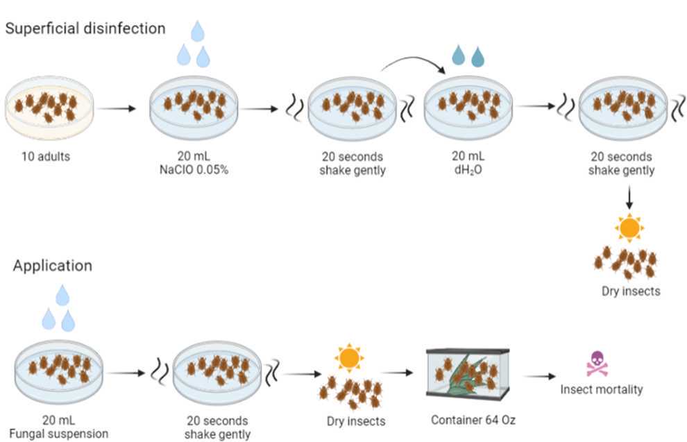 Figure 3. Schematic representation of adult insects infection process. Diagram: Carlos Espinel-Correal and Lissette Torres-Torres. Figure 3. Schematic representation of adult insects infection process. Diagram: Carlos Espinel-Correal and Lissette Torres-Torres.