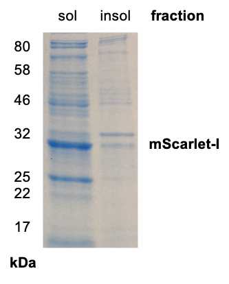 Gel1: mScarlet expresses well and is found in the soluble fraction Gel1: mScarlet expresses well and is found in the soluble fraction