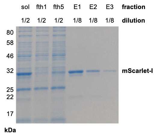 purified mScarlet - high yield and high purity purified mScarlet - high yield and high purity