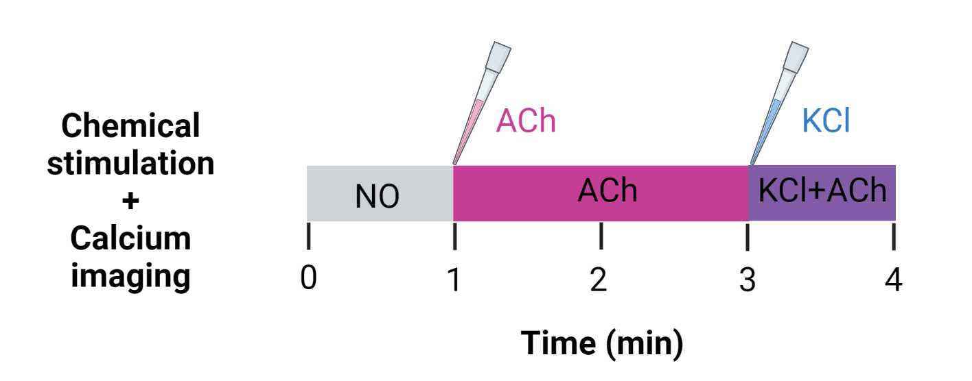Figure 21. Example chemical stimulation regimen for calcium analysis with Fluo-4 AM and fluorescence microscopy. Figure 21. Example chemical stimulation regimen for calcium analysis with Fluo-4 AM and fluorescence microscopy.