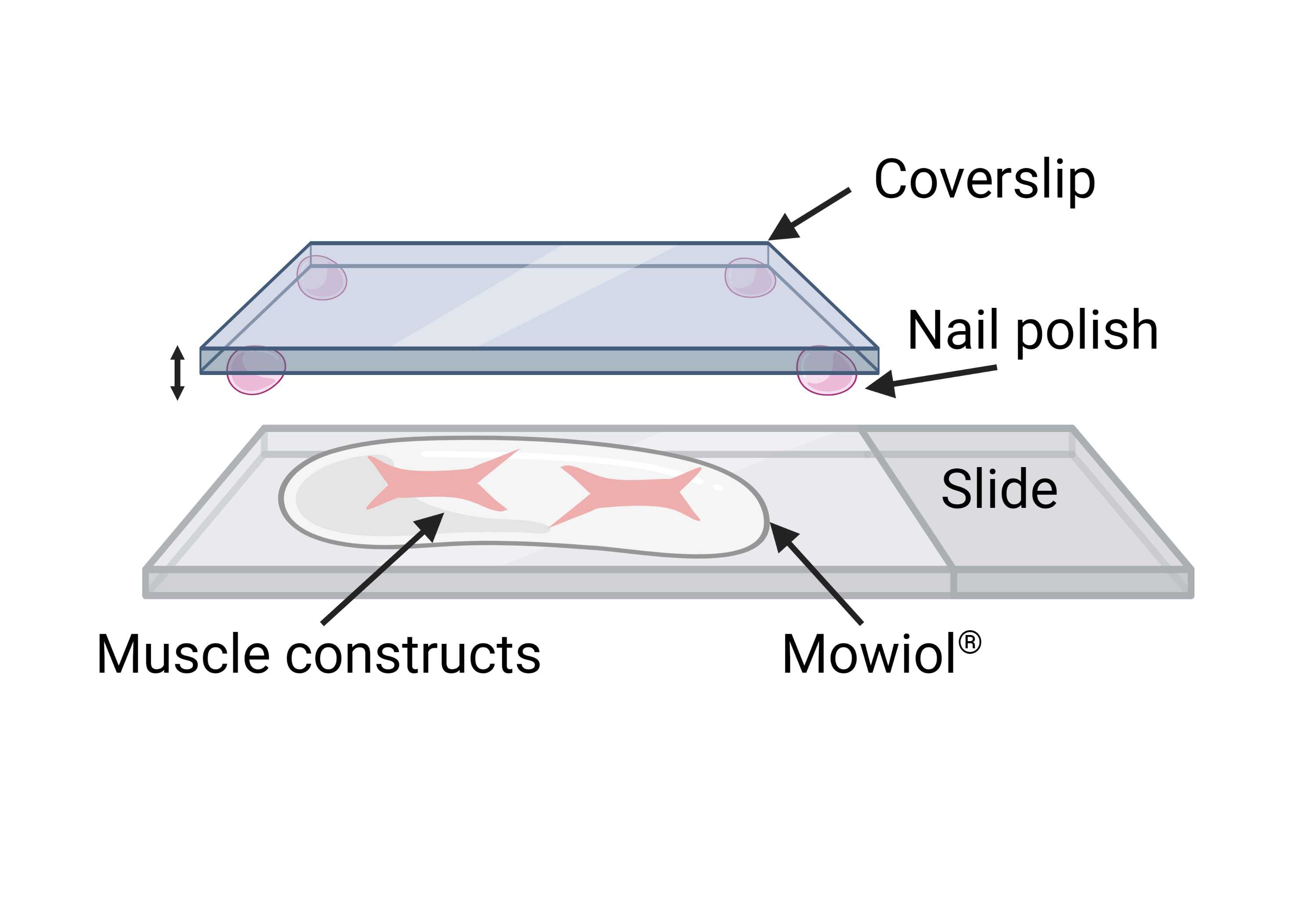 Figure 16. Mounting of muscle constructs using modified coverslips. Figure 16. Mounting of muscle constructs using modified coverslips.