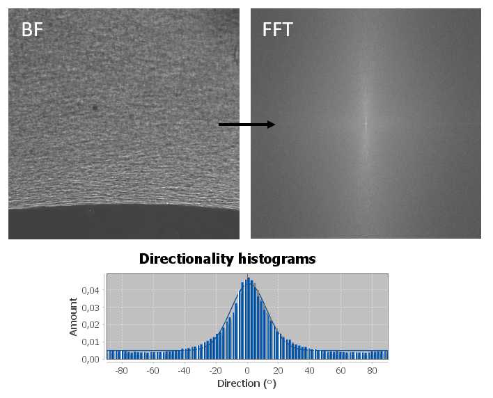 Figure 11. Directionality analysis of a brightfield image corresponding to cells differentiated for 14 days. Figure 11. Directionality analysis of a brightfield image corresponding to cells differentiated for 14 days.