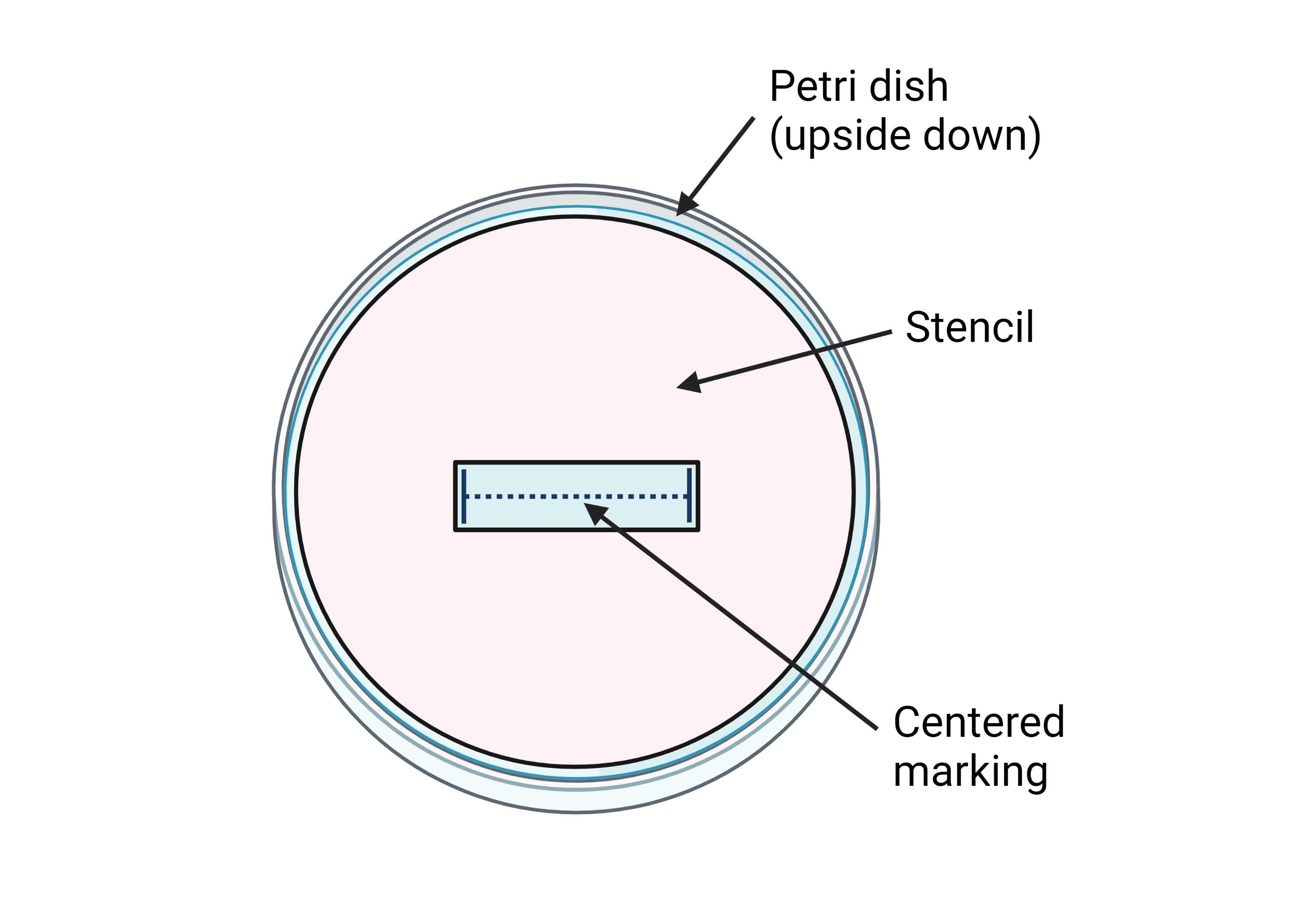 Figure 2. Stencil to make centered markings on Petri dishes. Figure 2. Stencil to make centered markings on Petri dishes.