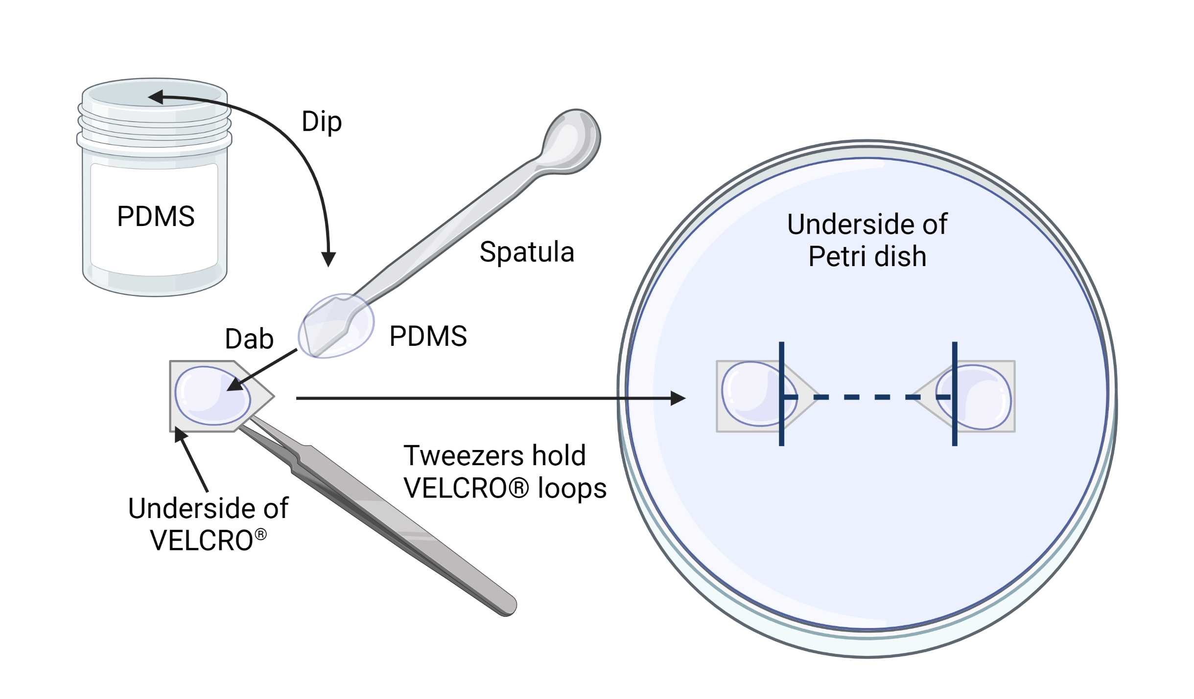 Figure 3. Attachment of VELCRO® anchors to Petri dishes using PDMS glue. Figure 3. Attachment of VELCRO® anchors to Petri dishes using PDMS glue.
