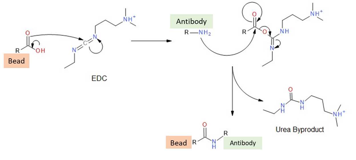 The general mechanistic steps for EDC-mediated coupling of carboxylic acids and amines under acidic conditions. The general mechanistic steps for EDC-mediated coupling of carboxylic acids and amines under acidic conditions.