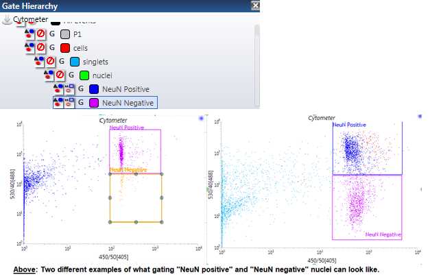 Figure 12.Two examples of roughly what your “NeuN positive Nuclei” vs. “NeuN negative Nuclei” plot should look like. Within the top figure, you can see exactly how your gating hierarchy should be organized in the sortware software. Figure 12.Two examples of roughly what your “NeuN positive Nuclei” vs. “NeuN negative Nuclei” plot should look like. Within the top figure, you can see exactly how your gating hierarchy should be organized in the sortware software.