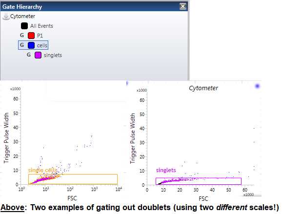 Figure 9. Two examples of roughly what your “singlet” plot should look like. Within the top figure, you can see exactly how your gating hierarchy should be organized in the sortware software. Figure 9. Two examples of roughly what your “singlet” plot should look like. Within the top figure, you can see exactly how your gating hierarchy should be organized in the sortware software.