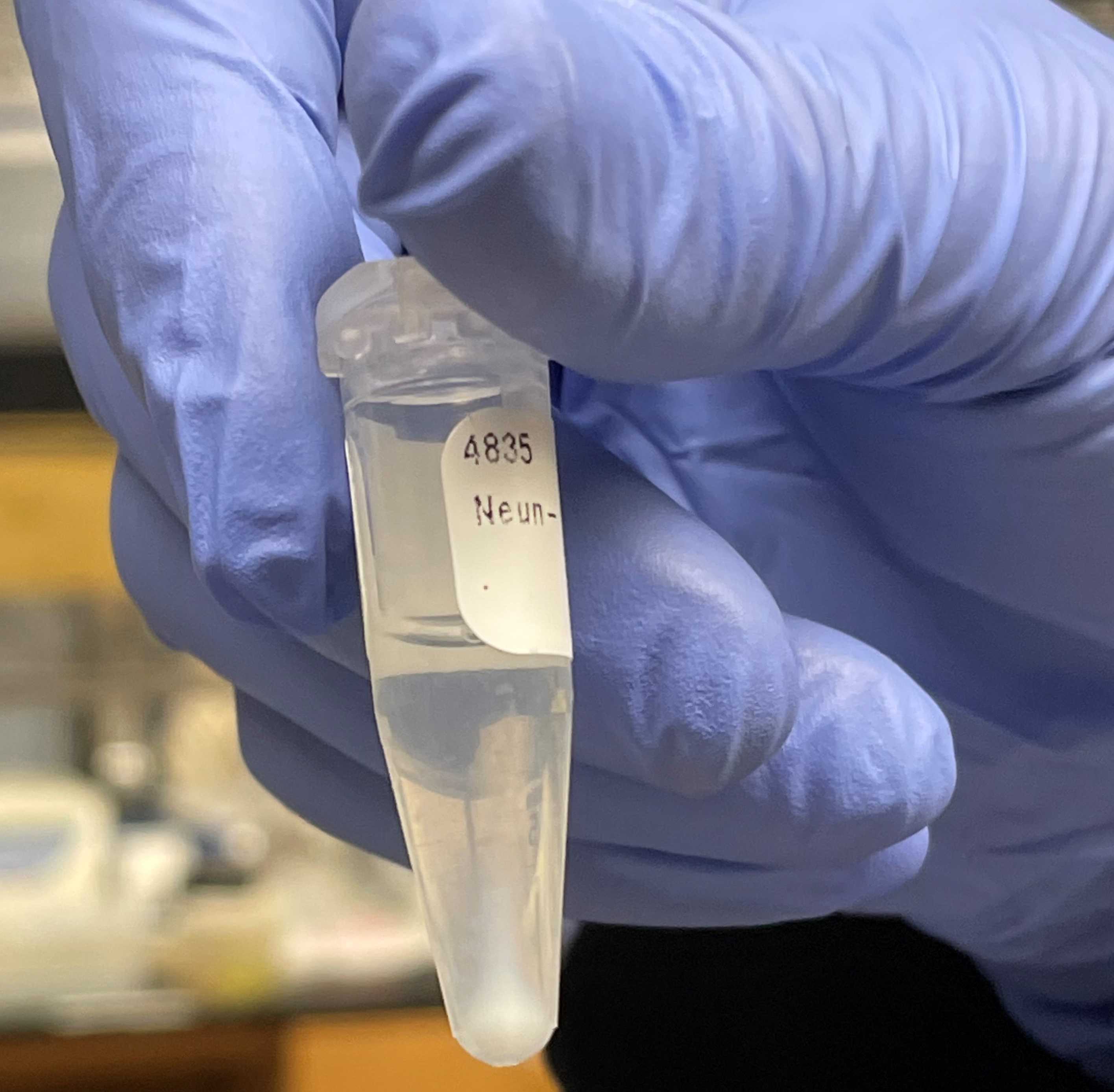 Figure 15. Image of what resulting pellet should look like after final centrifugation after nuclei sorting. Figure 15. Image of what resulting pellet should look like after final centrifugation after nuclei sorting.