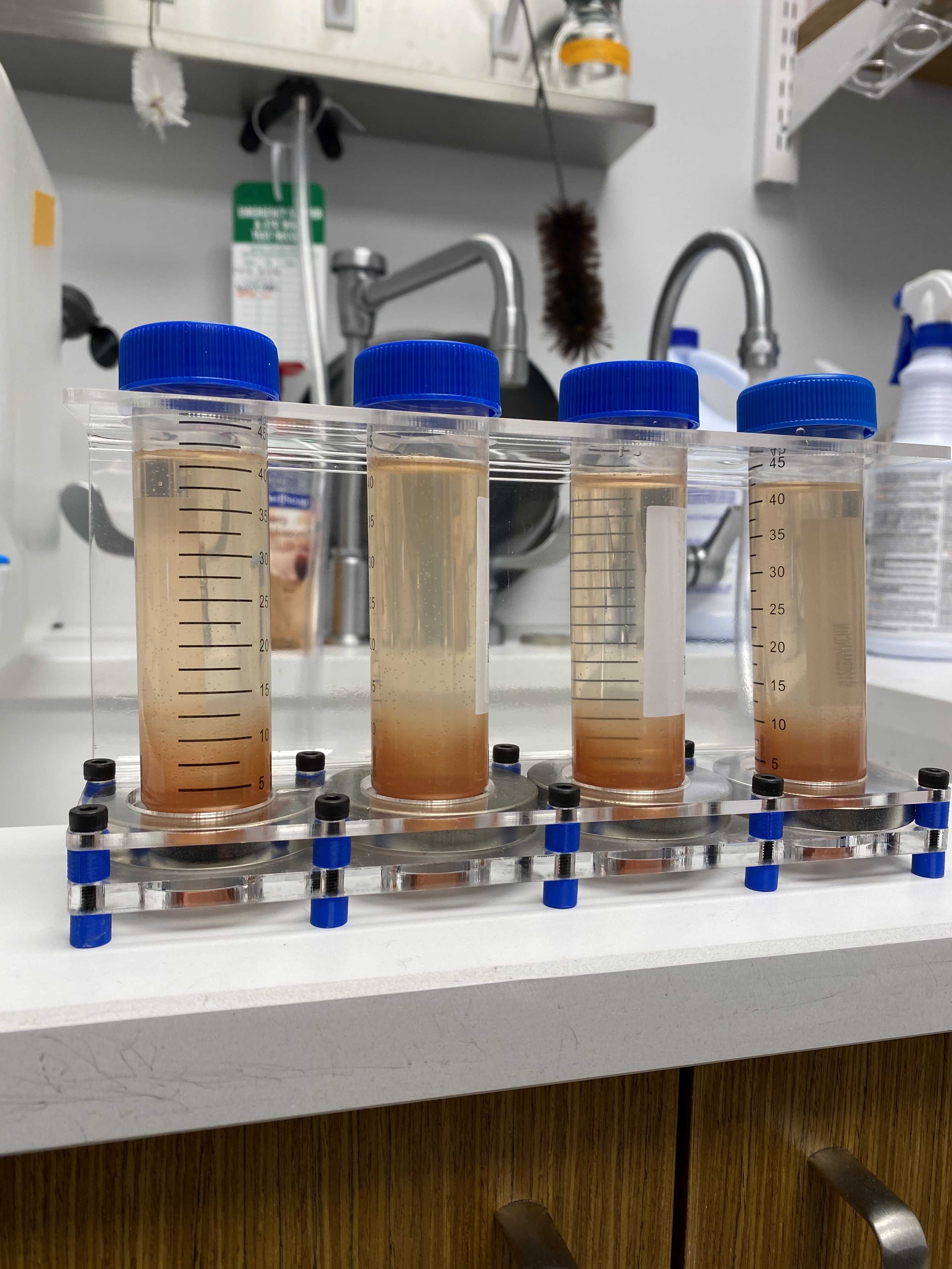 Conical tubes with wastewater samples after incubation on magnets. Notice the rust-red Magnetic Nanotrap particles that have precipitated at the bottom of the tubes near the magnets. Conical tubes with wastewater samples after incubation on magnets. Notice the rust-red Magnetic Nanotrap particles that have precipitated at the bottom of the tubes near the magnets.