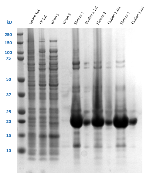 SDS-PAGE analysis of IMAC fractions. The thick protein band observed in all three elutions agree with the calculated molecular weight of D68EV3C protease, 21.3 kDa. SDS-PAGE analysis of IMAC fractions. The thick protein band observed in all three elutions agree with the calculated molecular weight of D68EV3C protease, 21.3 kDa.