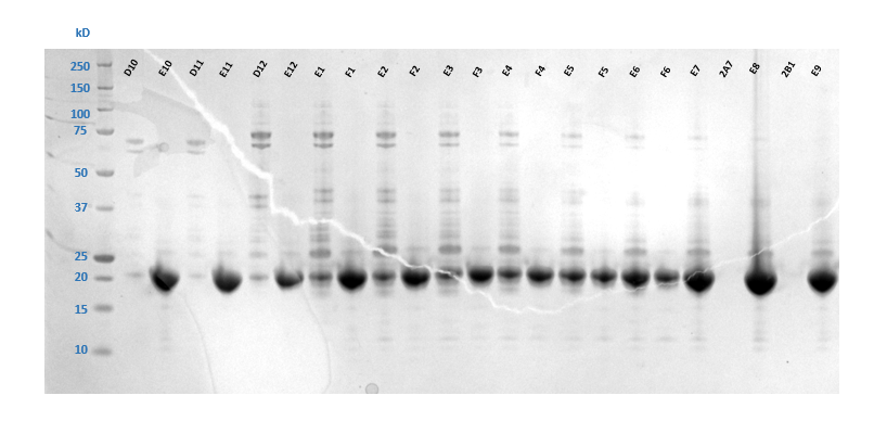 SDS-PAGE analysis of SEC fractions D10-F6. Fractions E6-F6 were pooled as they contain majority target protein in comparison to contaminants. SDS-PAGE analysis of SEC fractions D10-F6. Fractions E6-F6 were pooled as they contain majority target protein in comparison to contaminants.