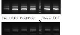 Image of six pooled sub-libraries before and after excising the band at 300bp Image of six pooled sub-libraries before and after excising the band at 300bp