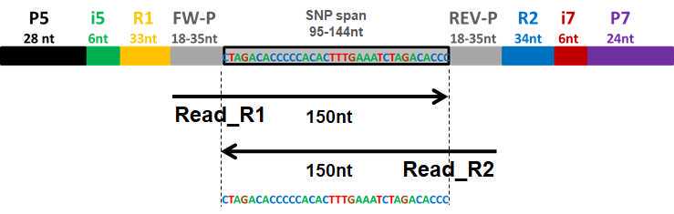 PotatoMASH library structure in relation to paired-end 150ntIllumina reads forward Read_R1 and reverse Read_R2. PotatoMASH library structure in relation to paired-end 150ntIllumina reads forward Read_R1 and reverse Read_R2.