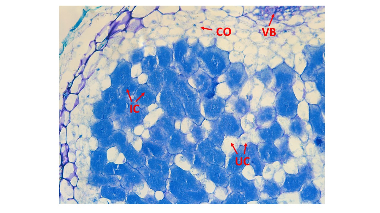 Figure 1. A cross-section of a 21-day-old root nodule from Phaseolus vulgaris, sliced at 7 µm thickness and stained with 0.1% toluidine blue, viewed under a brightfield microscope at 20x magnification. IC, infected cells; UC, uninfected cells; VB, vascular bundles; CO, cortex. Figure 1. A cross-section of a 21-day-old root nodule from Phaseolus vulgaris, sliced at 7 µm thickness and stained with 0.1% toluidine blue, viewed under a brightfield microscope at 20x magnification. IC, infected cells; UC, uninfected cells; VB, vascular bundles; CO, cortex.
