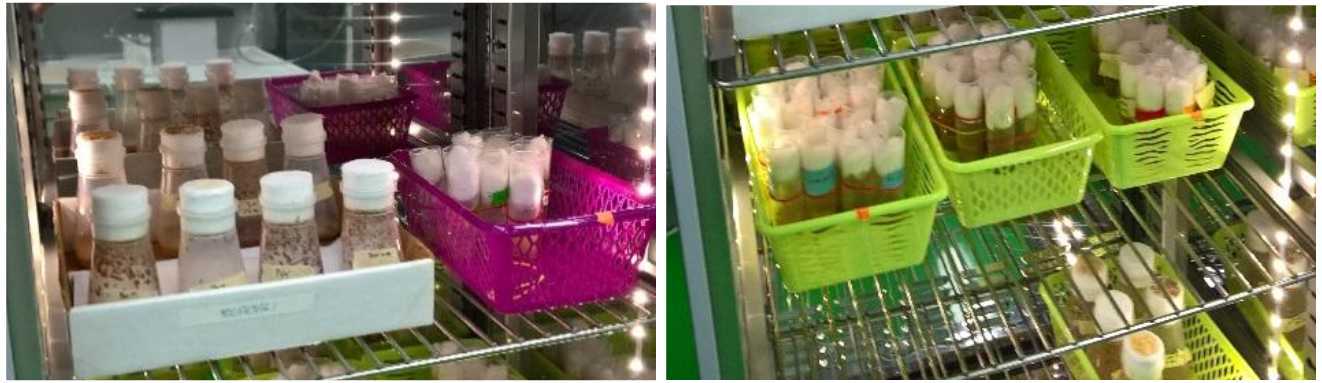 Image of inner space of incubator with bottles and cornmeal food (left image) or vials and molasses fly food (right image). Image of inner space of incubator with bottles and cornmeal food (left image) or vials and molasses fly food (right image).