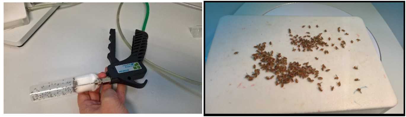 Anaesthesia protocol. First knockdown flies with CO2 using blowgun (left image). Transfer flies to CO2 pad and separate (right image). Anaesthesia protocol. First knockdown flies with CO2 using blowgun (left image). Transfer flies to CO2 pad and separate (right image).