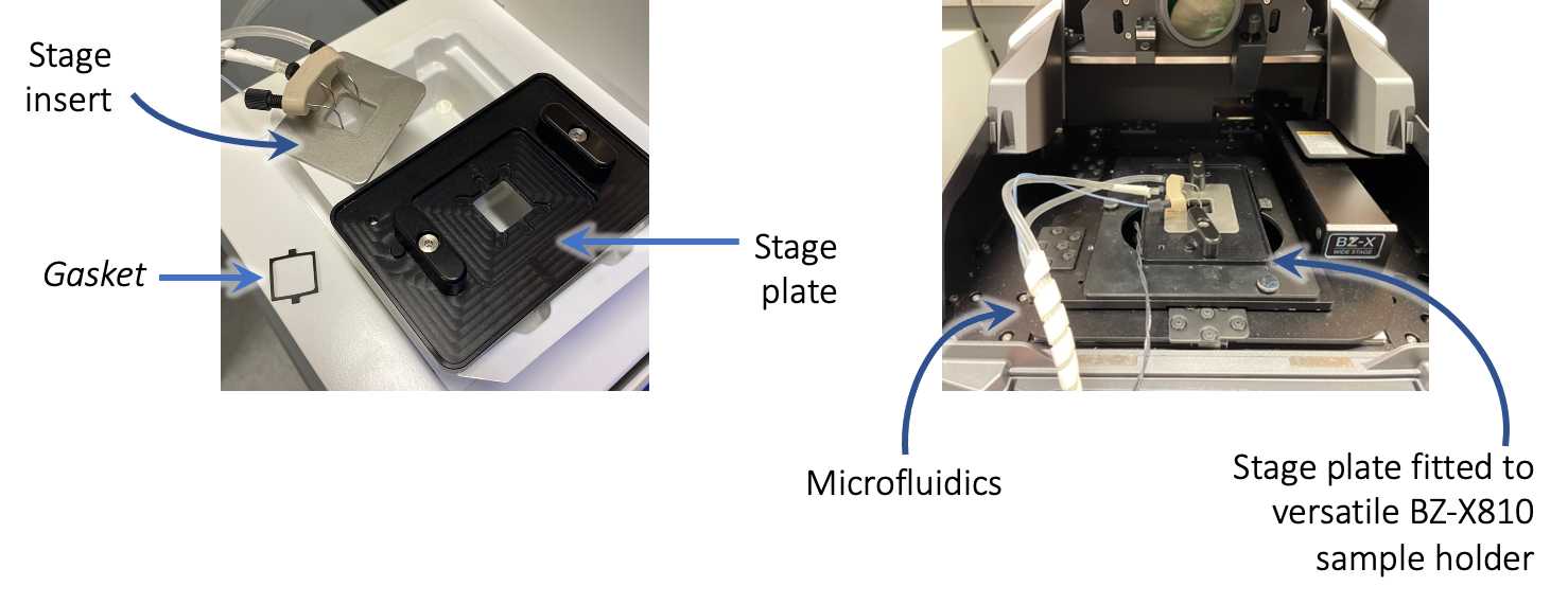Figure 2. View of stage plate and stage insert before loading coverslip (left) and after being fitted into the Keyence BZ-X810 microscope (right). Figure 2. View of stage plate and stage insert before loading coverslip (left) and after being fitted into the Keyence BZ-X810 microscope (right).