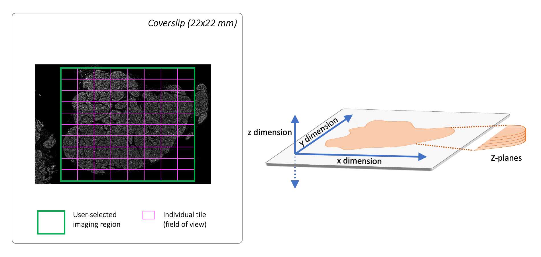 Figure 3. Schematic depicting the imaged region (green outline) across a series of tiles (magenta). These parameters represent the x and y dimensions, while the Z-Stack range corresponds to the z dimension. Figure 3. Schematic depicting the imaged region (green outline) across a series of tiles (magenta). These parameters represent the x and y dimensions, while the Z-Stack range corresponds to the z dimension.